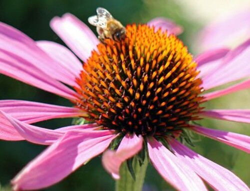 Mit Echinacea gut behütet in den Herbst