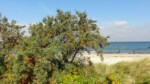 Sanddornbusch an der Ostsee.