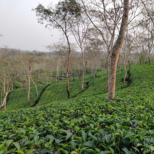 Tee Garten in Assam